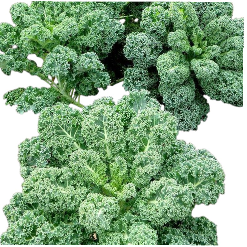 Kale Marul Yaprakları 